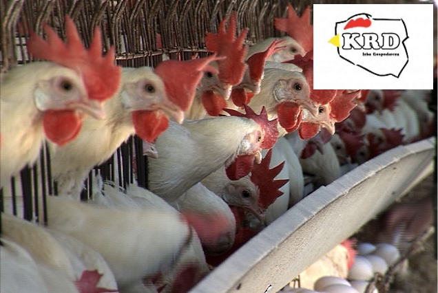 KRD-IG: Polska krajem wolnym od grypy ptaków